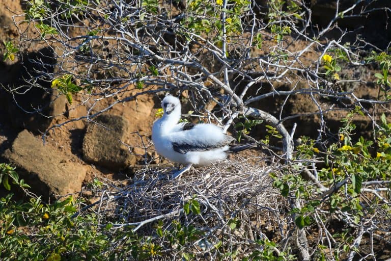 Blue-Footed Booby chick