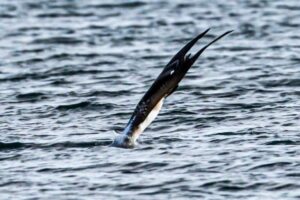 17 Blue-Footed Booby Facts - Fact Animal