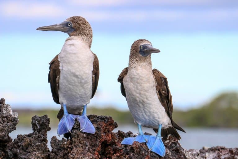 blue footed booby