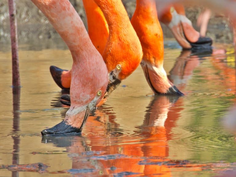 flamingo bill upside-down