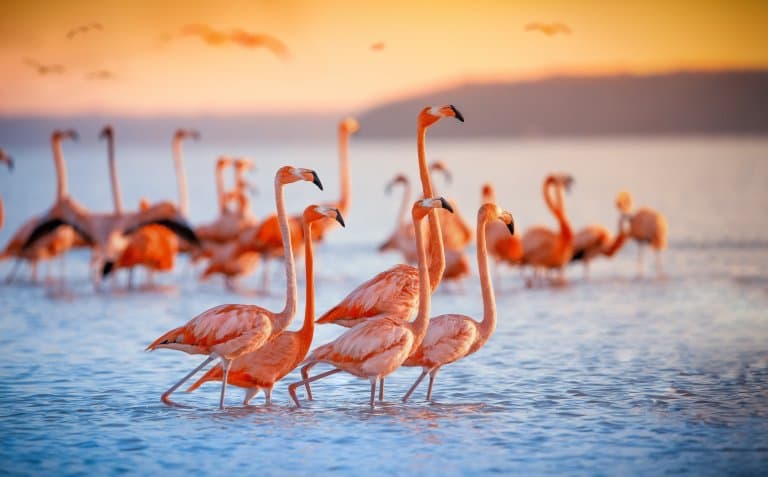 flamingo facts
