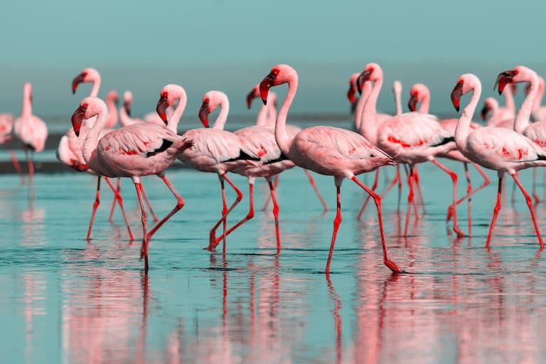 flamingo colors!