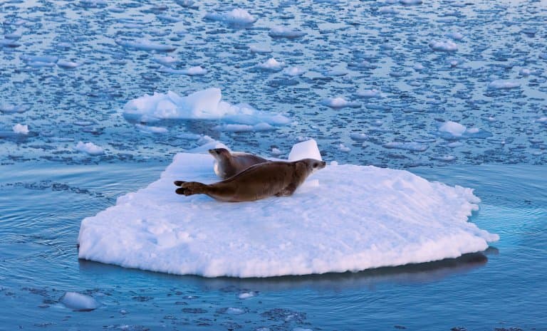 Leopard Seal on Ice pack