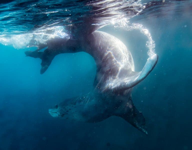 Leopard Seal underwater