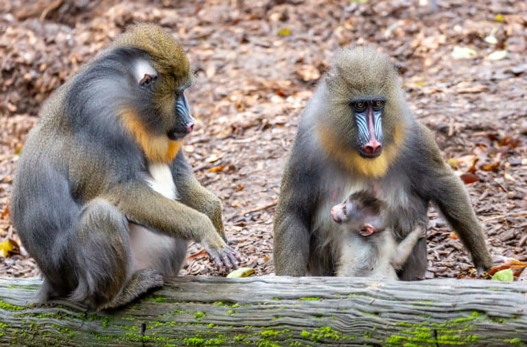 mandrill family, baby and mother
