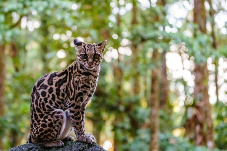 Margay cat hot sale