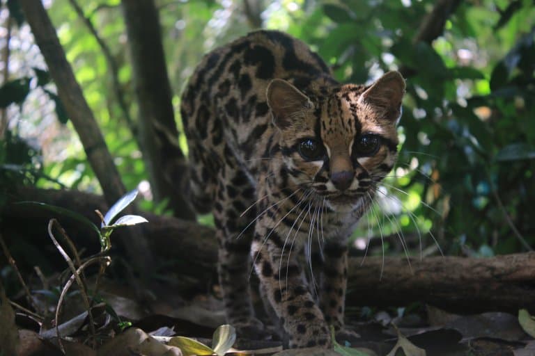 margay forest