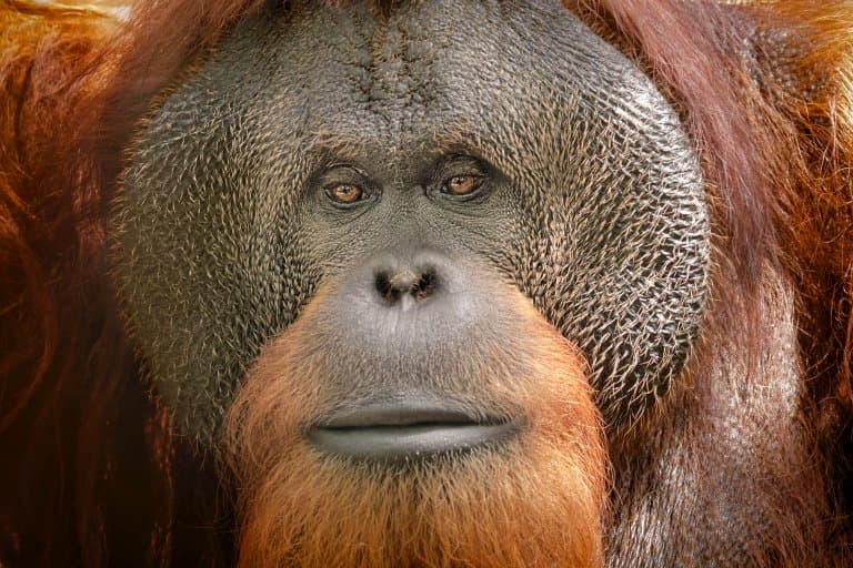 orangutan face