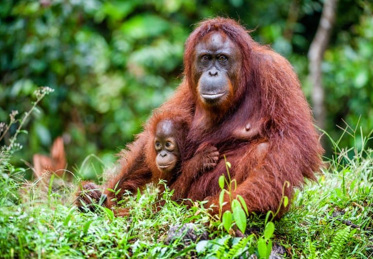 orangutan facts