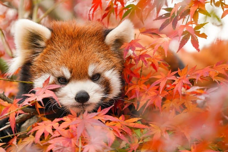 Red Panda camouflage