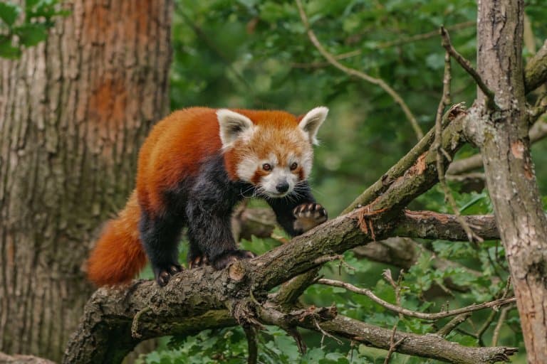 Red Panda climbing