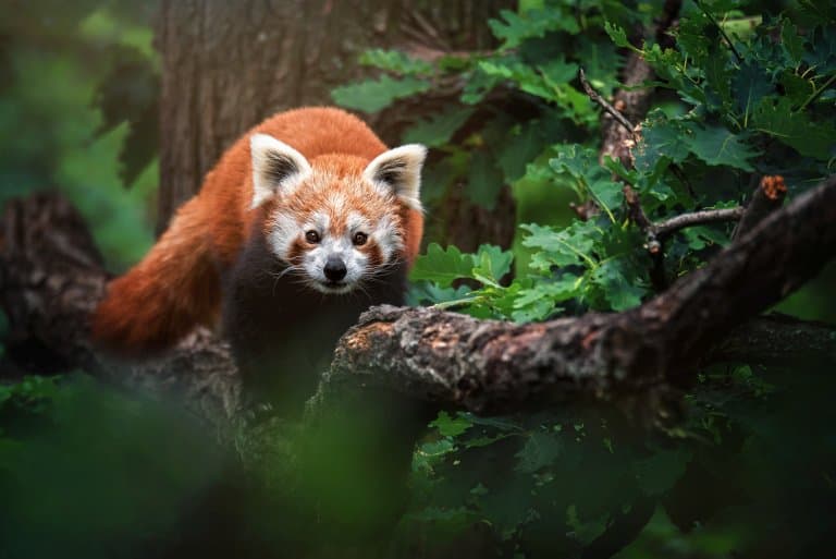 Red Panda Facts