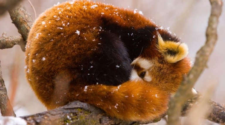red panda curled up