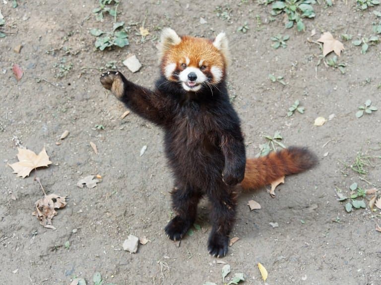 Red Panda Standing and waving!