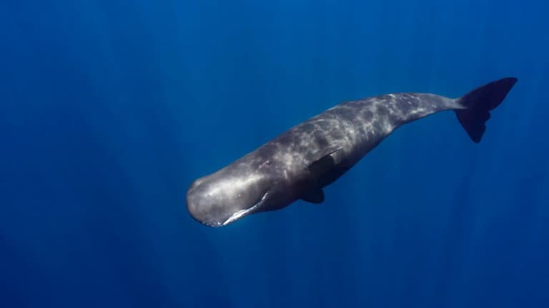 Sperm Whale deep diving
