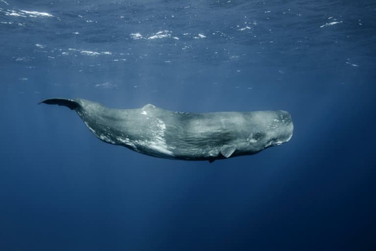 Sperm Whale Facts