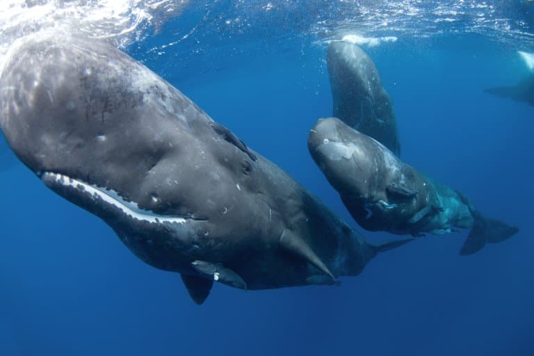 Sperm Whale large heads