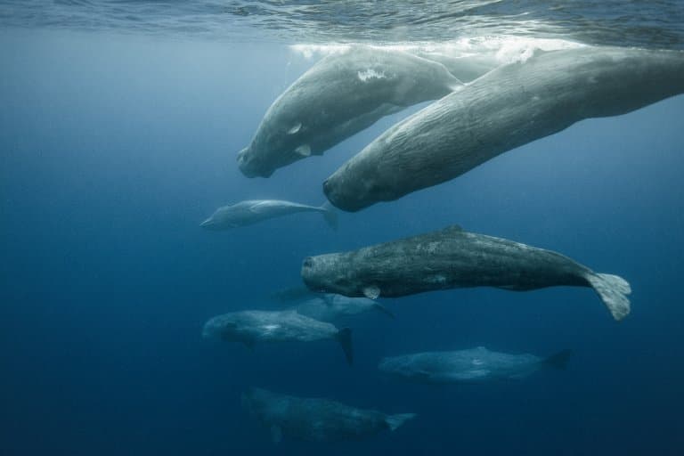 Sperm Whale pod