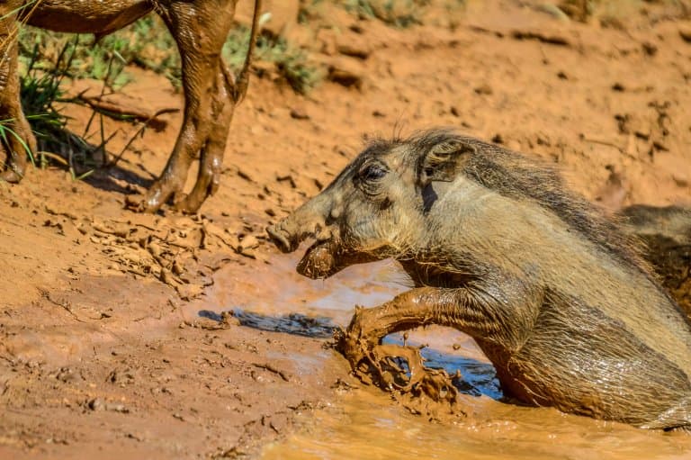 warthog mud bath!