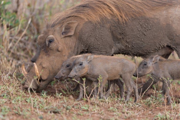 warthog piglets