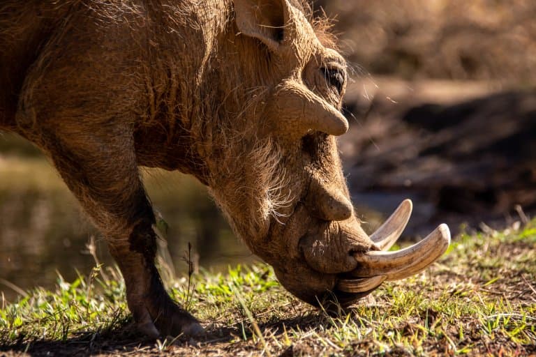 warthog two pairs of tusks