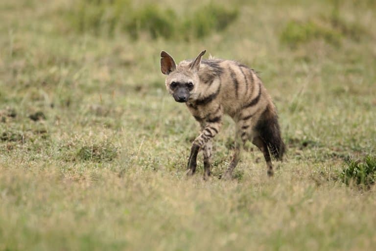 aardwolf facts