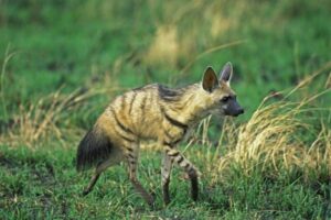 13 Amazing Aardwolf Facts - Fact Animal