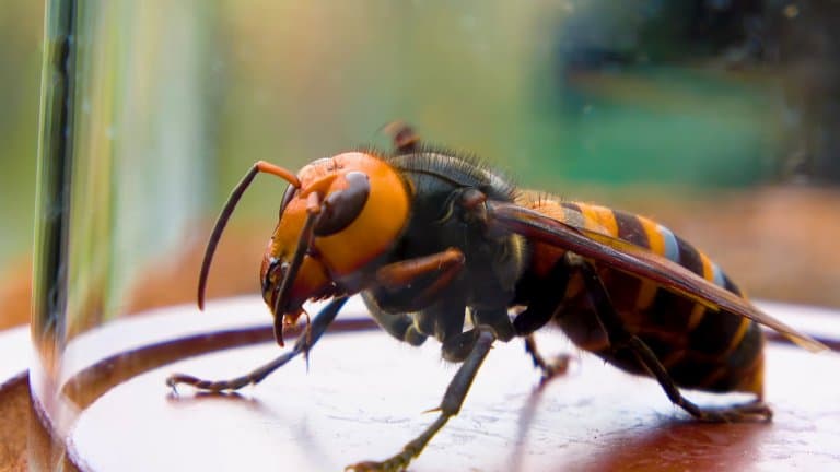 Asian Giant Hornet Facts