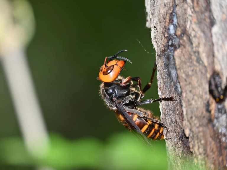 Asian Giant Hornet in tree