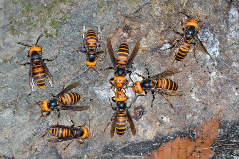 Asian Giant Hornets