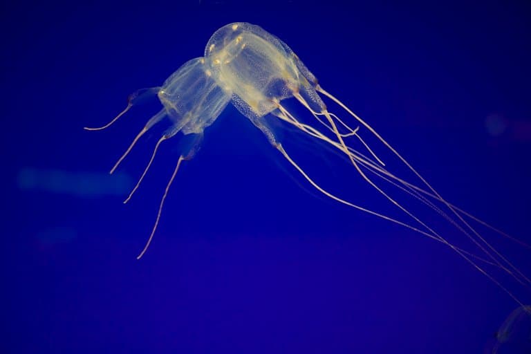 Australian Box Jellyfish