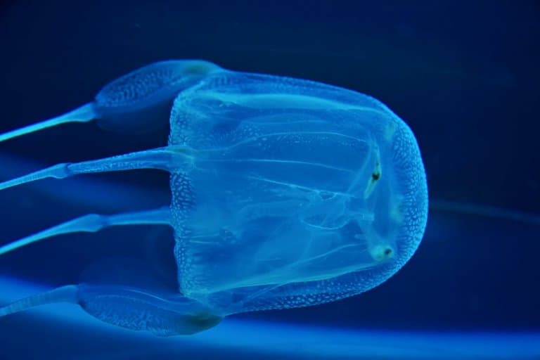 Box Jellyfish head up close