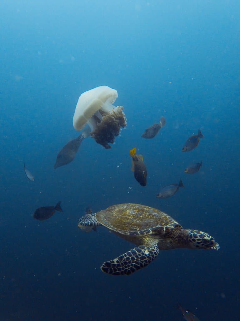 Sea Turtle and Box Jellyfish 