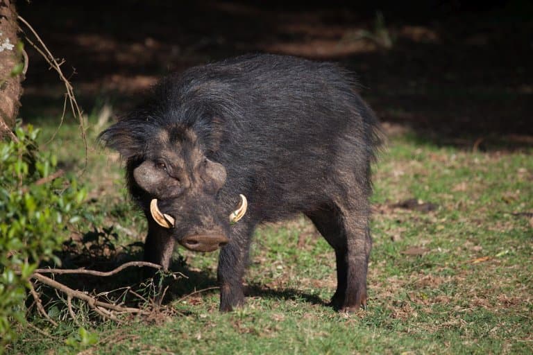Giant Forest Hog Facts