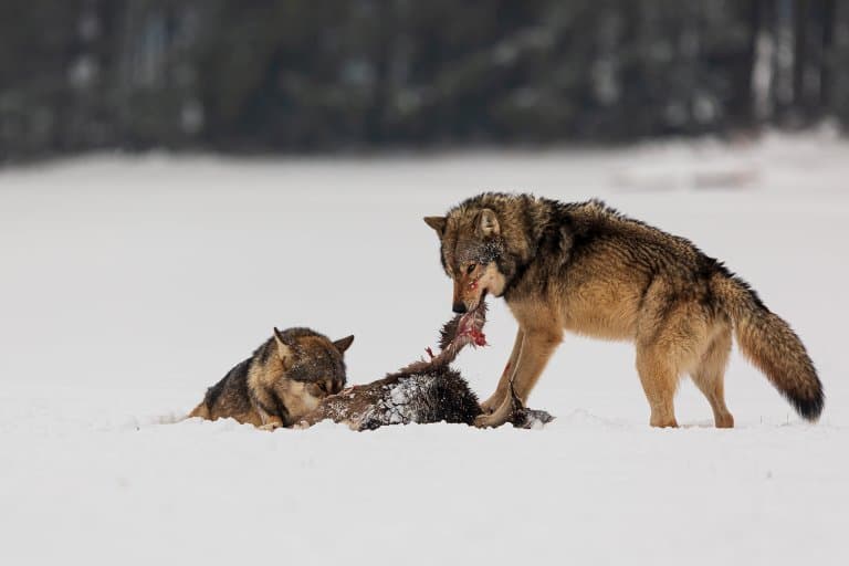 gray wolf eating