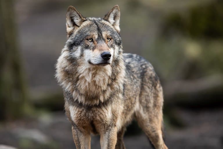 gray wolf facts