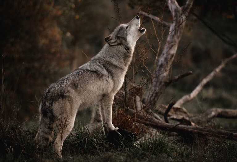 gray wolf howling