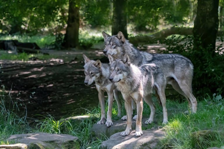 17 Wild Gray Wolf Facts Fact Animal