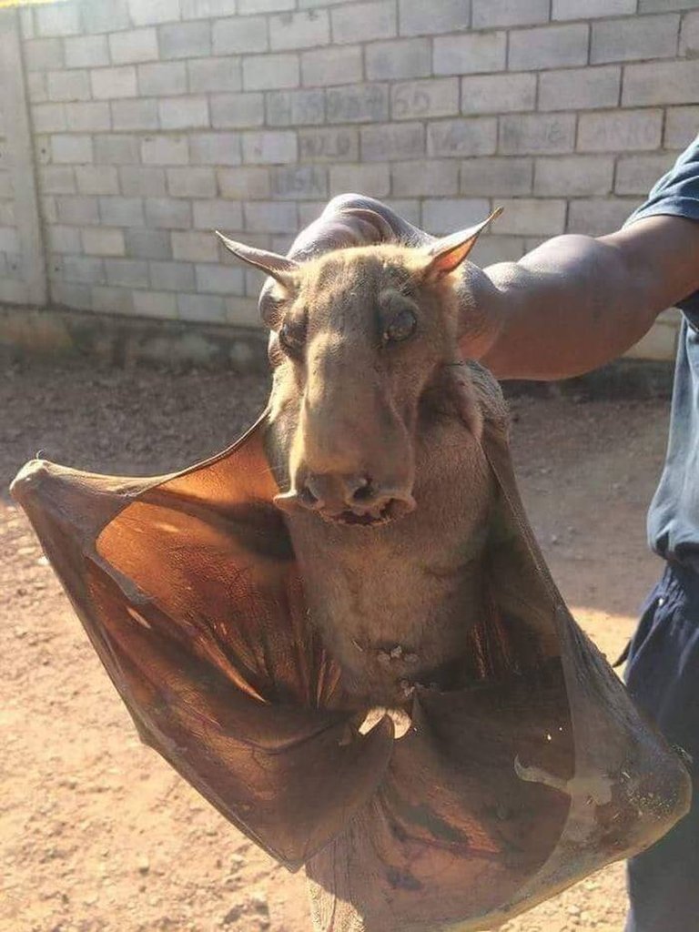 Hammer-headed Bat Facts
