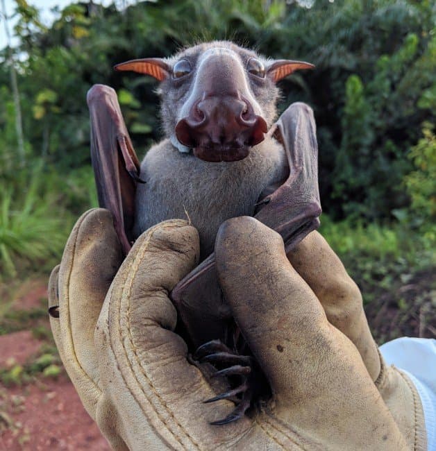 Hammer-headed Bat front