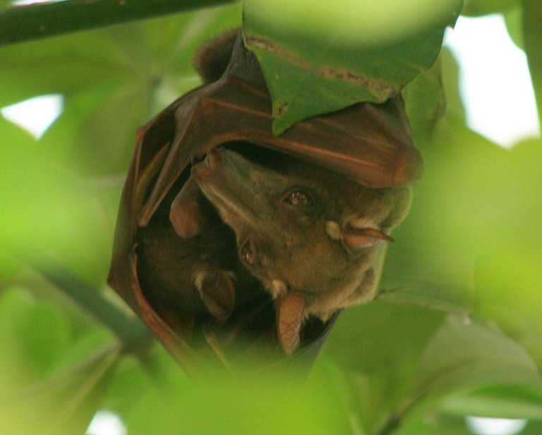 Hammer-headed Bat in tree