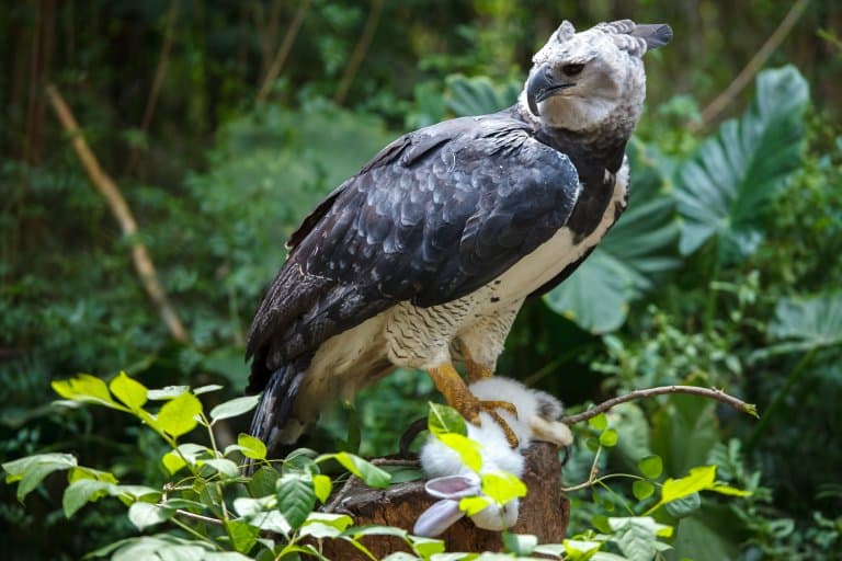 Harpy Eagle Facts