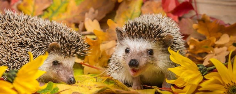 array of hedgehogs