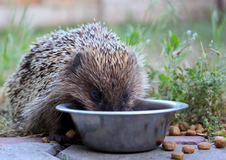 Hedgehog being fed milk, doh!