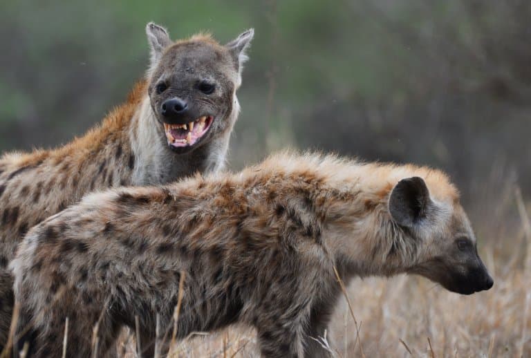 are hyenas more like dogs or cats