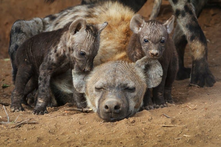 hyena with cubs
