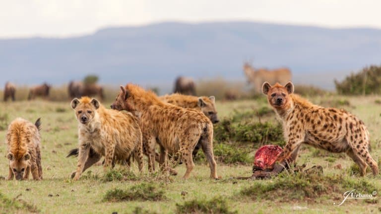 hyena