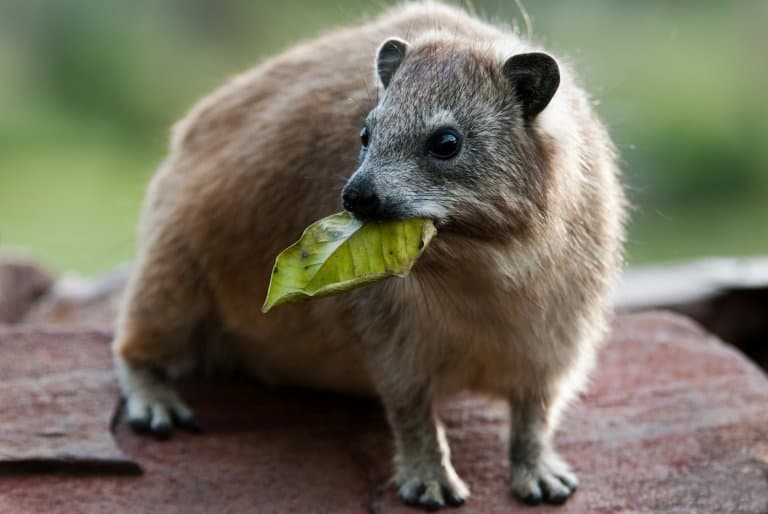 hyrax eating leaf