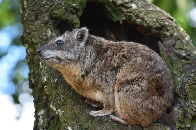 hyrax in tree