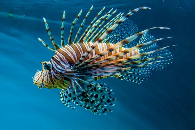 lionfish in water